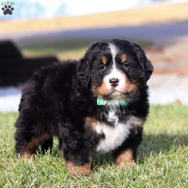 Dante, Bernese Mountain Dog Puppy